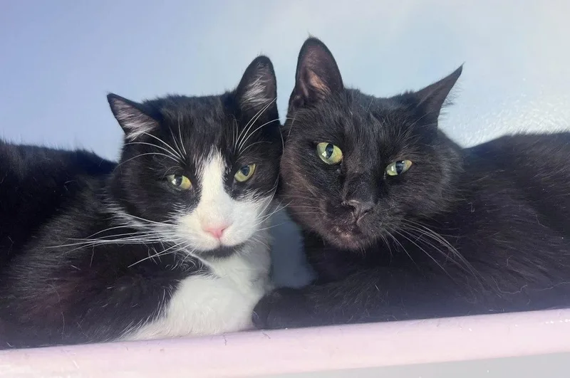 A senior medium-sized male Black Domestic Short Hair cat named Holon for adoption in Colorado Springs, CO