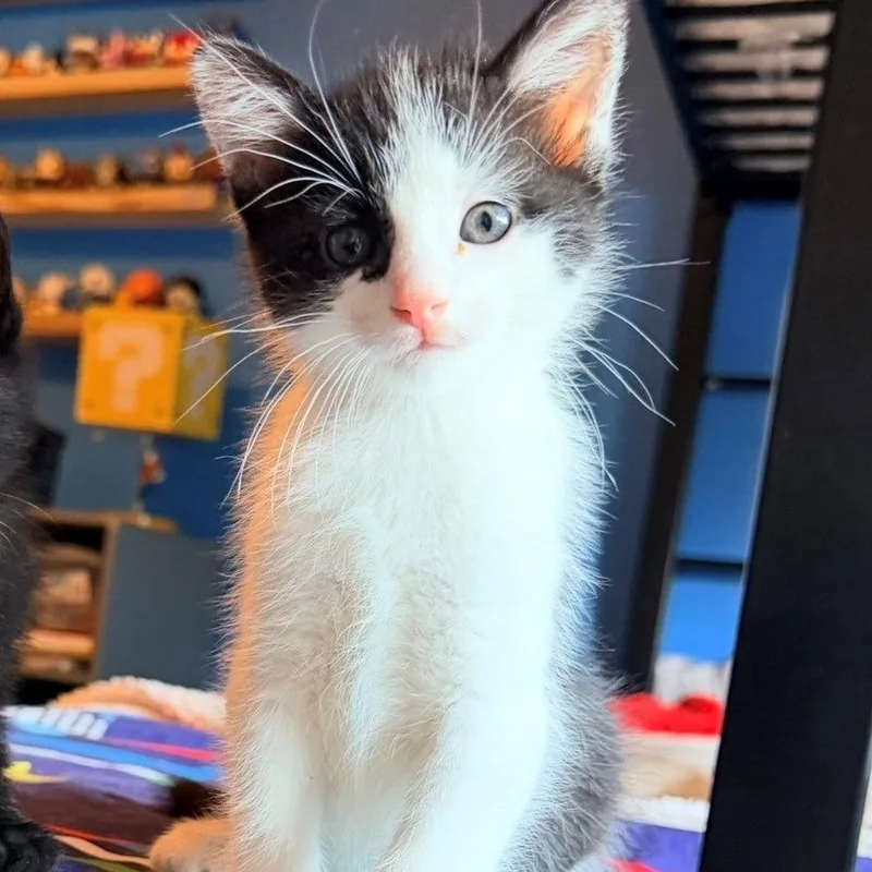 A baby small-sized male Black Domestic Short Hair cat named Frog for adoption in Normal, IL