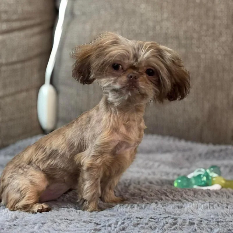 Dum Dum Dugan thumbnail 3