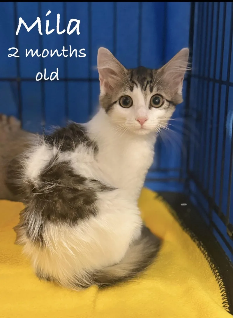 A baby medium-sized female Tabby (Brown / Chocolate) Domestic Medium Hair cat named Mila for adoption in Pawleys Island, SC