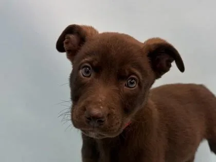 A baby large-sized female Labrador Retriever dog named Margarita for adoption in Golden Valley, MN