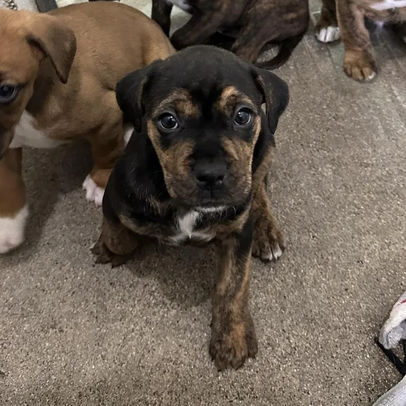 A baby medium-sized female Boxer dog named Shenzi for adoption in Philadelphia, PA