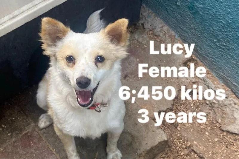 An adult small-sized female Terrier dog named Lucy for adoption in Crystal, MN