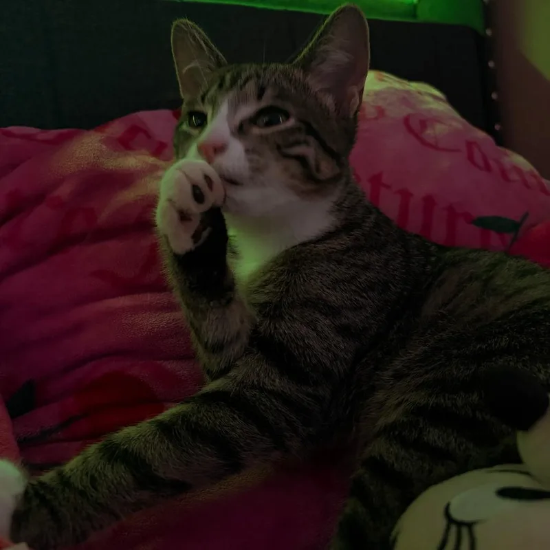 A young small-sized female Gray / Blue / Silver Domestic Short Hair cat named Chloe  Home to for adoption in South Elgin, IL