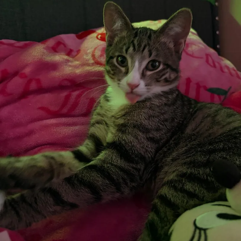 Chloe  Home to thumbnail 2