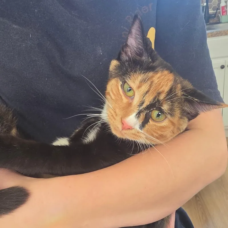 A baby medium-sized female Black Domestic Short Hair cat named Callie for adoption in Chapel Hill, NC
