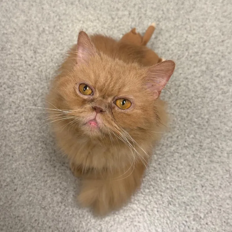 A senior small-sized male Persian cat named Hugo for adoption in Naperville, IL