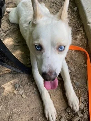An adult medium-sized male Mixed Breed dog named De Frio for adoption in Chamblee, GA