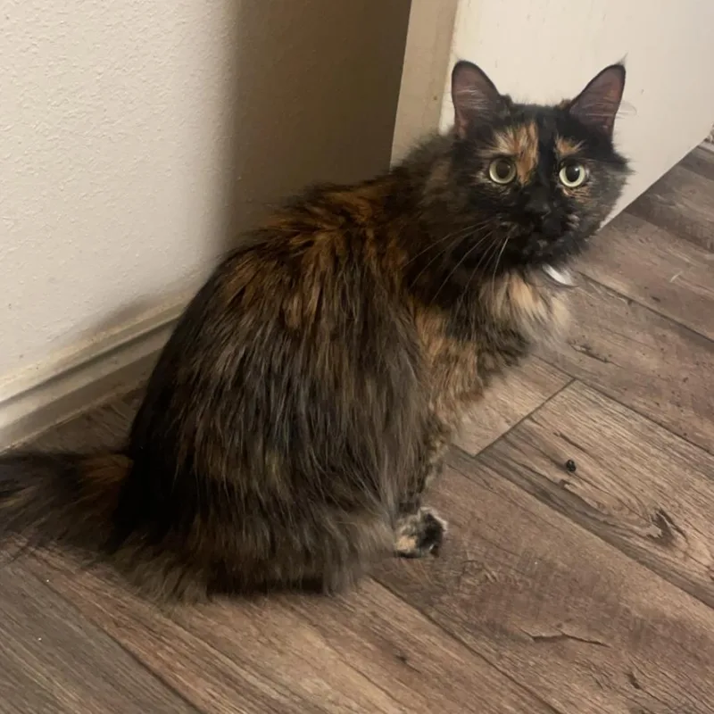 A senior large-sized female Tortoiseshell Domestic Long Hair cat named Willow for adoption in Murray, UT