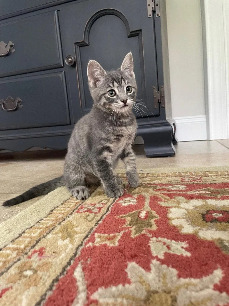 A baby medium-sized female Domestic Short Hair cat named Azalea for adoption in Broomall, PA
