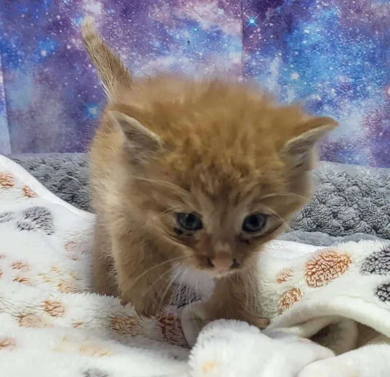 A baby small-sized male Domestic Short Hair cat named Kaleb for adoption in Washington Court House, OH