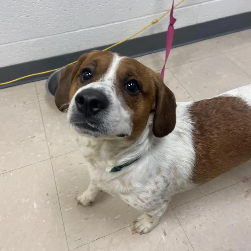 A young medium-sized male Jack Russell Terrier dog named Biscuit for adoption in Pittsburgh, PA