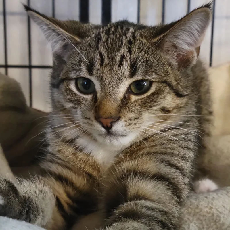 Jalapeno thumbnail 2