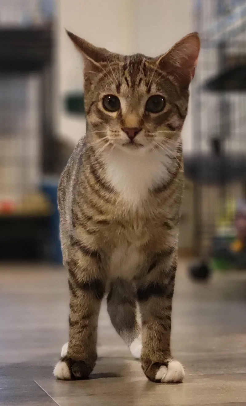 Jalapeno thumbnail 3