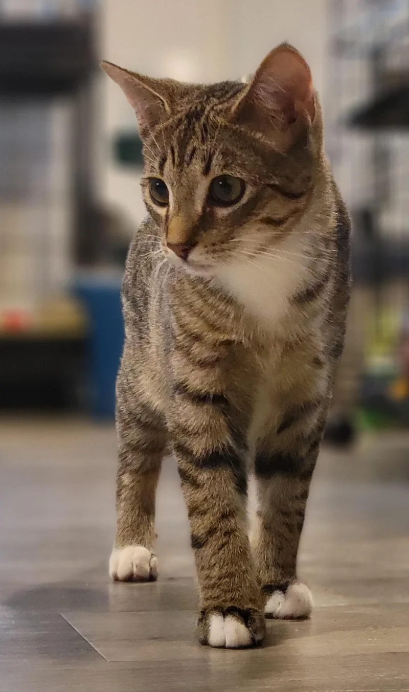 Jalapeno thumbnail 4