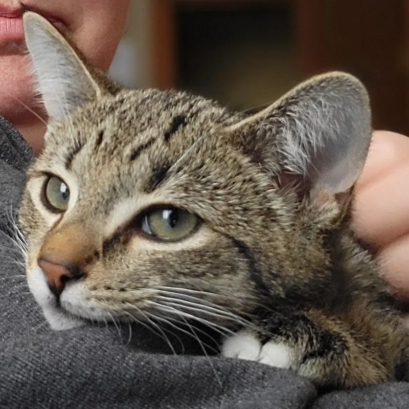 Jalapeno thumbnail 5