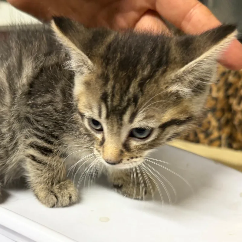 A baby small-sized male Brown / Chocolate Domestic Short Hair cat named Cheerio for adoption in Gainesville, FL