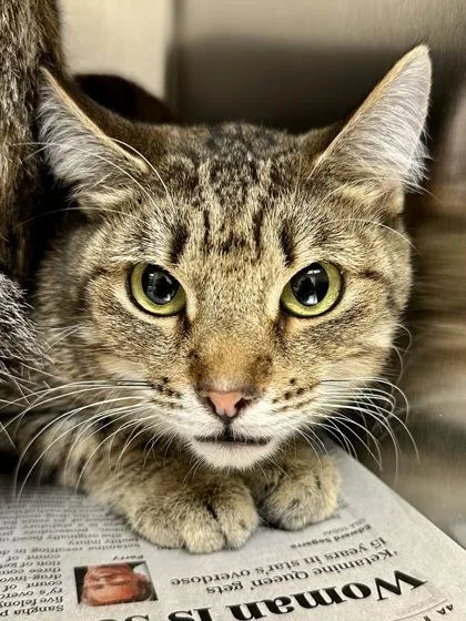 An adult medium-sized female Buff / Tan / Fawn Domestic Short Hair cat named Littles for adoption in Wichita, KS