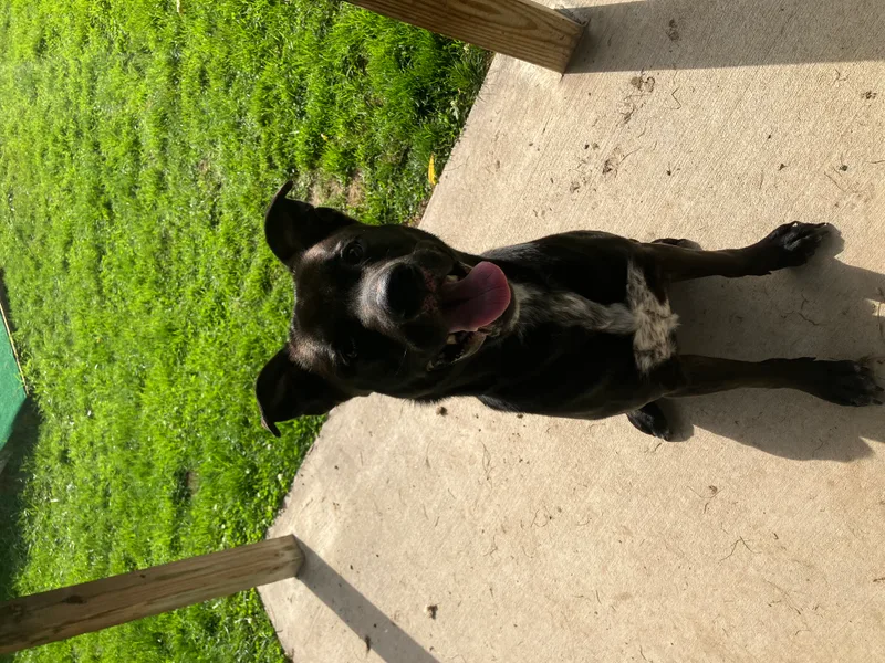 Beetlejuice thumbnail 3