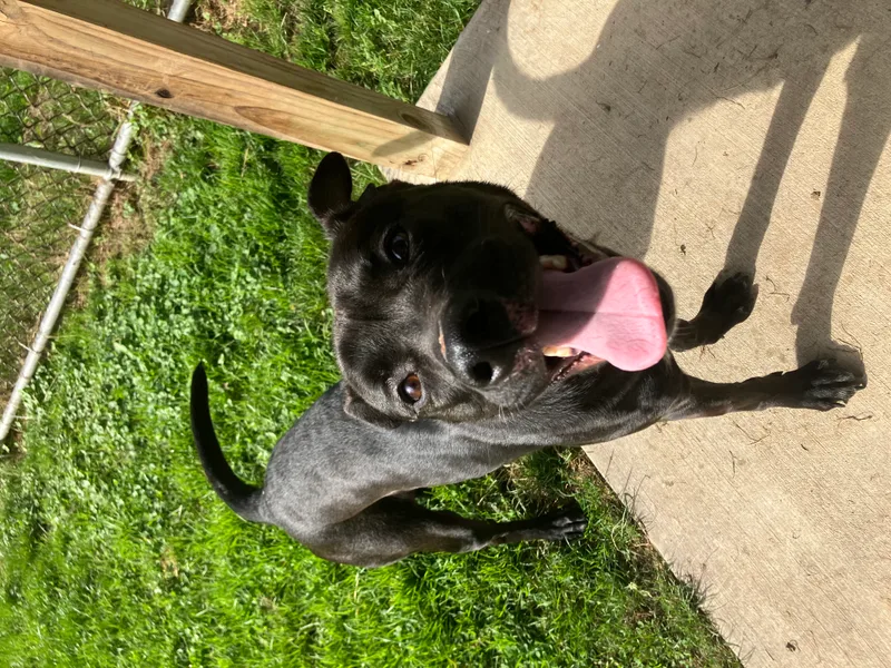 Beetlejuice thumbnail 4