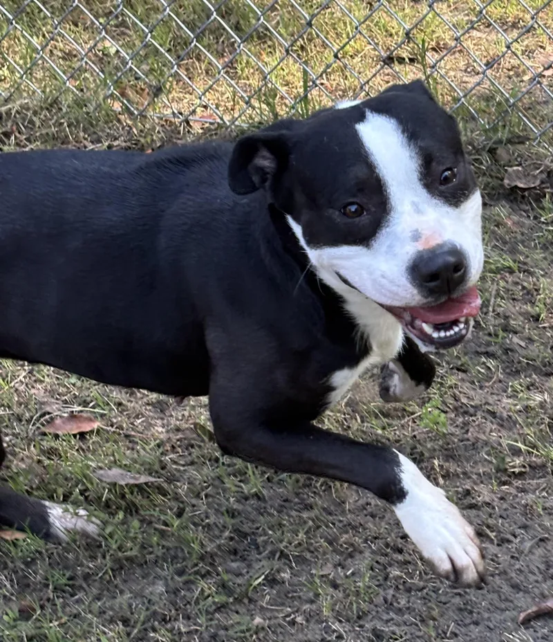 An adult medium-sized female Black American Staffordshire Terrier dog named Bella for adoption in Monticello, FL