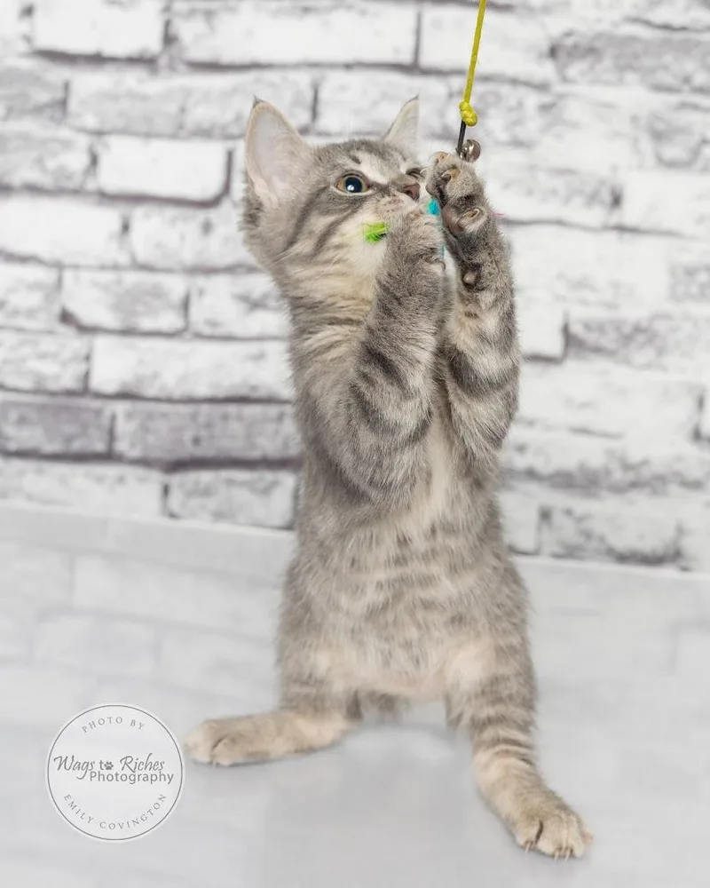 A baby medium-sized male Tabby (Gray / Blue / Silver) Domestic Short Hair cat named Bryant for adoption in Tuscaloosa, AL