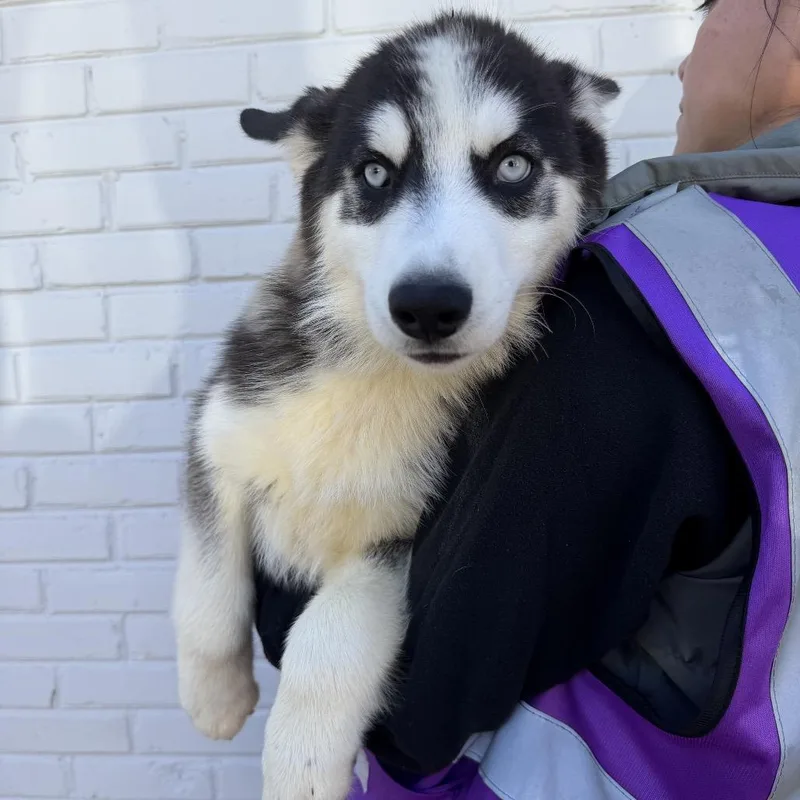 A baby small-sized female Husky dog named Sandra for adoption in Northbrook, IL