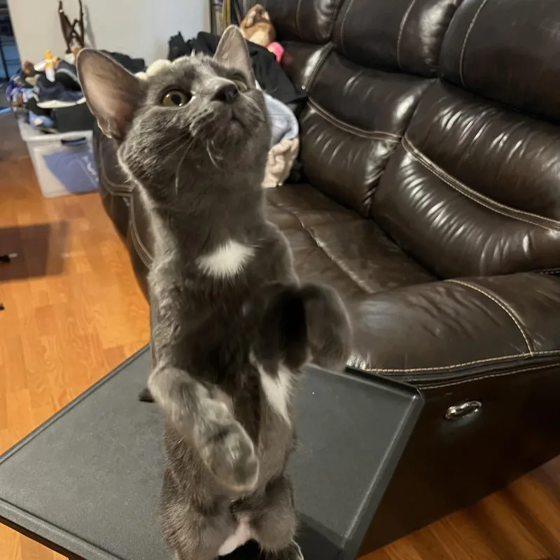 A baby small-sized female Gray / Blue / Silver Domestic Short Hair cat named Valeria for adoption in Fayetteville, GA