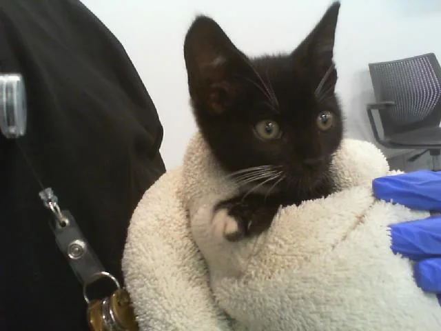 A baby small-sized male Domestic Short Hair cat named A for adoption in Charlotte, NC