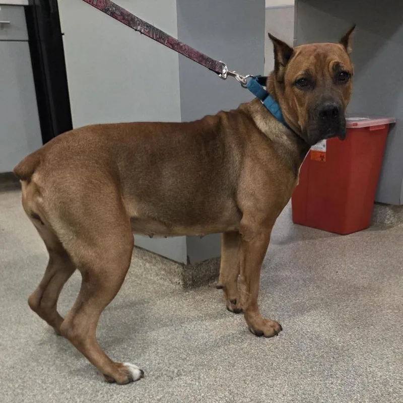 A young large-sized female Mixed Breed dog named Hera for adoption in Jacksonville, FL