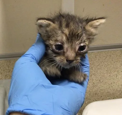 A young small-sized female Domestic Short Hair cat named Ally for adoption in Riverside, CA