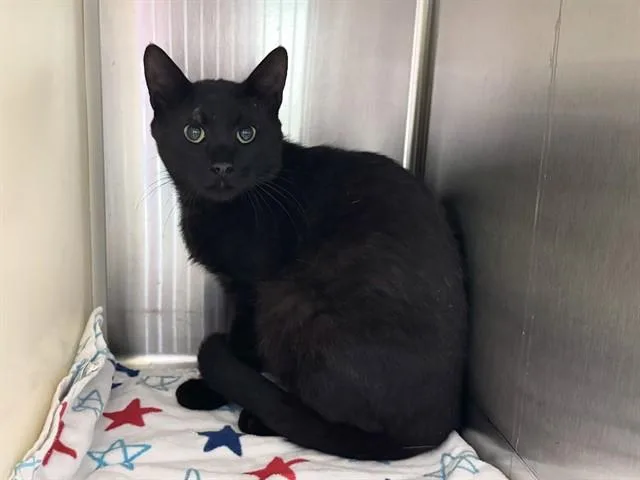 A young medium-sized male Domestic Long Hair cat named Ollie for adoption in Colorado Springs, CO