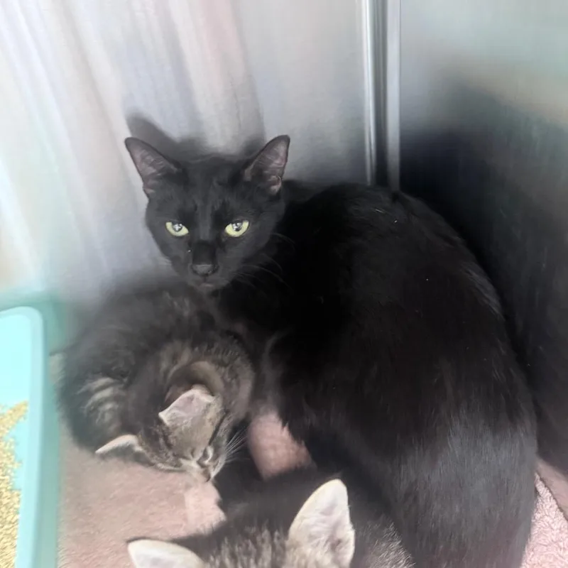 An adult medium-sized female Black Domestic Short Hair cat named Midnight for adoption in Jupiter, FL