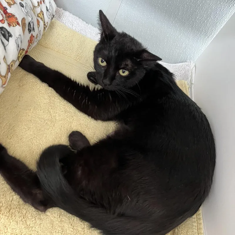 Midnight thumbnail 2