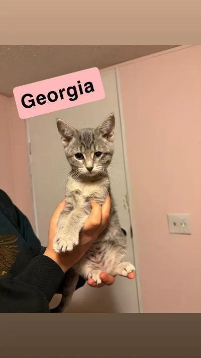 A baby medium-sized female Tabby (Gray / Blue / Silver) Domestic Short Hair cat named Georgia for adoption in Mokena, IL