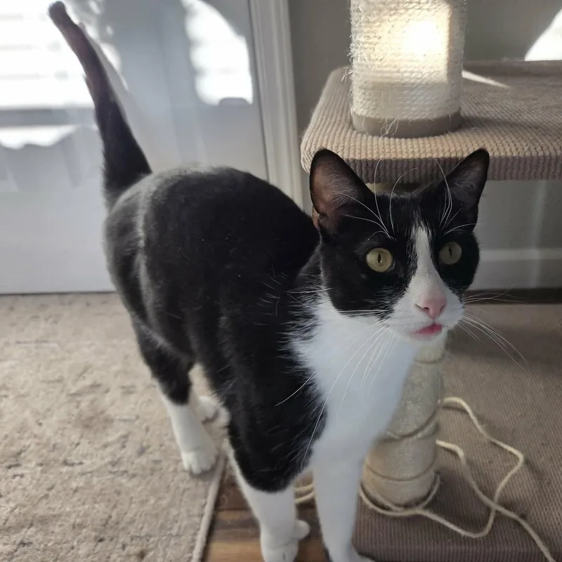 Hemmingway And Cuddlesworth thumbnail 2