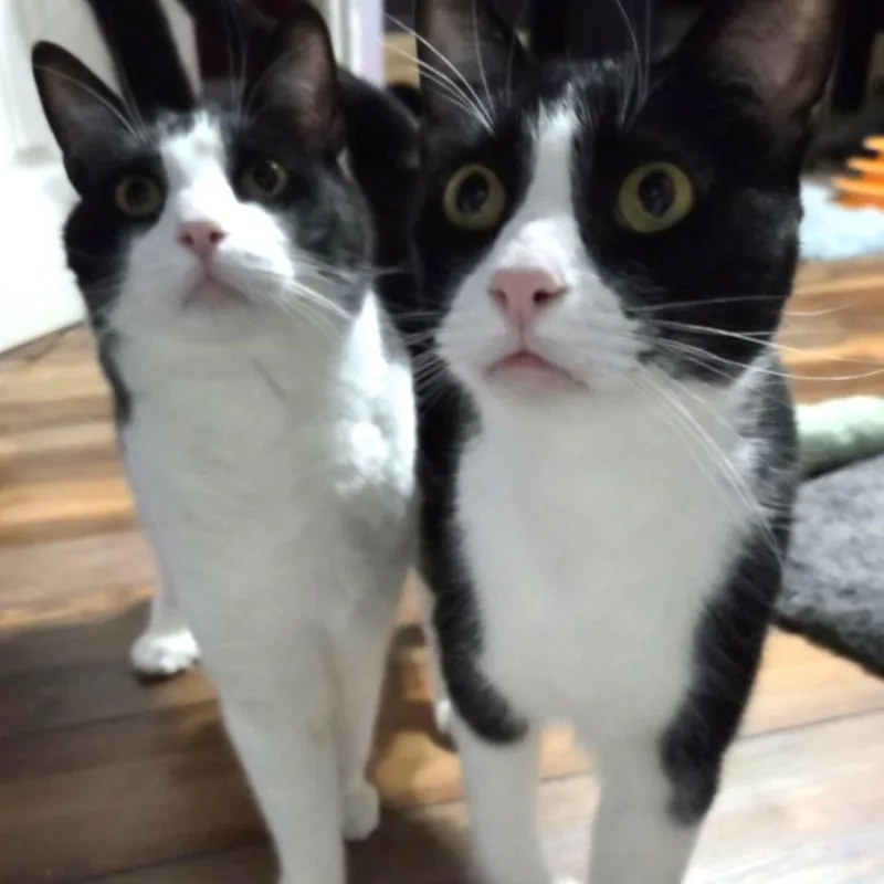 An adult large-sized male Black & White / Tuxedo Extra-Toes Cat / Hemingway Polydactyl cat named Hemmingway And Cuddlesworth for adoption in Loveland, CO