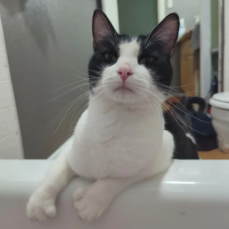 Hemmingway And Cuddlesworth thumbnail 3