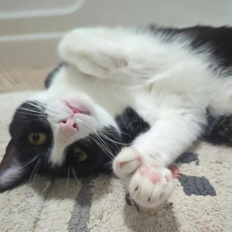 Hemmingway And Cuddlesworth thumbnail 6