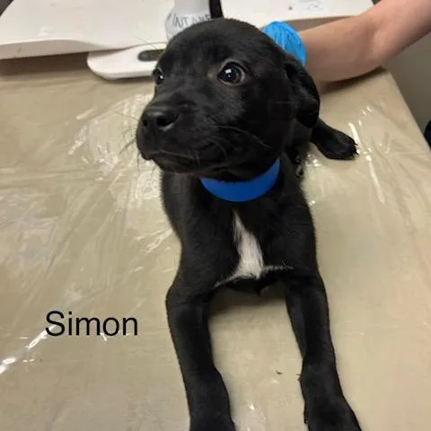A baby medium-sized male Black Mixed Breed dog named Simon for adoption in Knoxville, TN