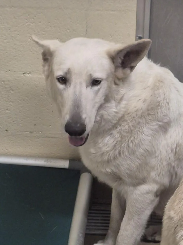 An adult medium-sized female German Shepherd Dog dog named Lily for adoption in Texas City, TX