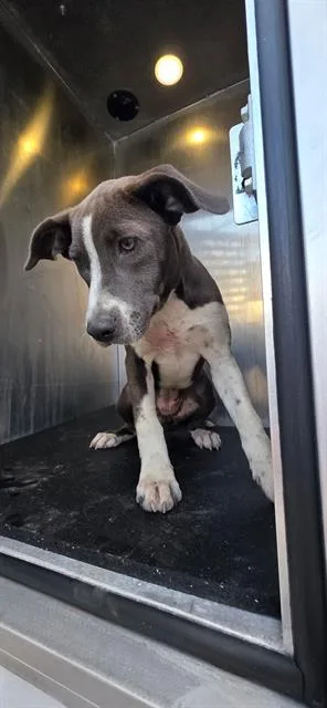 A baby medium-sized female American Staffordshire Terrier dog named Torpedo for adoption in San Antonio, TX