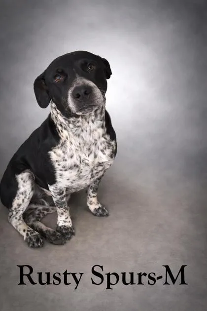 An adult medium-sized male Cattle Dog dog named Rusty Spurs for adoption in Guntersville, AL