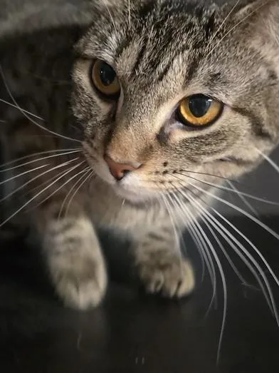 A baby medium-sized female Tabby (Brown / Chocolate) Domestic Short Hair cat named Violet for adoption in Liverpool, TX