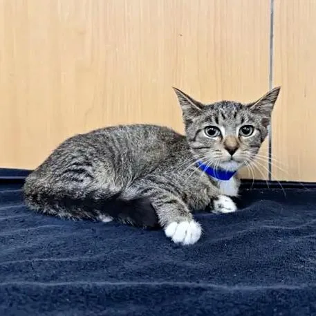 A baby small-sized male Brown / Chocolate Domestic Short Hair cat named Pudding for adoption in Saint Louis, MO