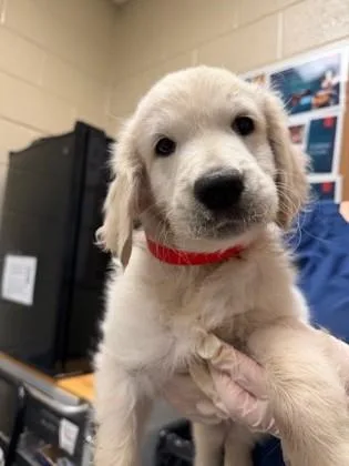 A baby small-sized male Labrador Retriever dog named Oatmeal for adoption in Irving, TX