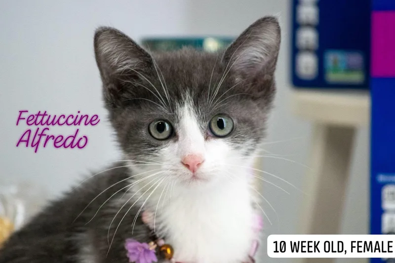 A baby medium-sized male Domestic Short Hair cat named Fettucine Alfredo for adoption in Sevierville, TN