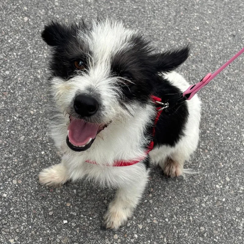 An adult small-sized female White / Cream Terrier dog named Briciola for adoption in LOXAHATCHEE, FL