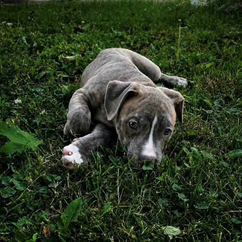 A baby medium-sized male Brindle Boxer dog named Apollo for adoption in Normal, IL