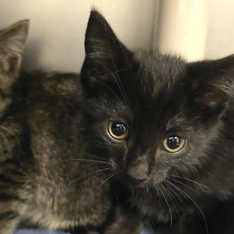 A baby medium-sized male Domestic Short Hair cat named Rafa for adoption in Orange, VA
